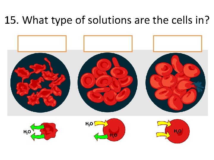 15. What type of solutions are the cells in? 15. What type of solutions are the cells in?