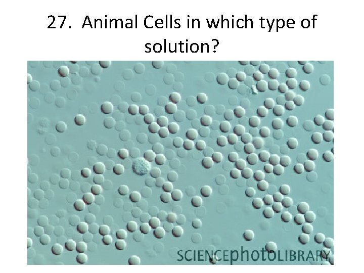 27. Animal Cells in which type of solution? 