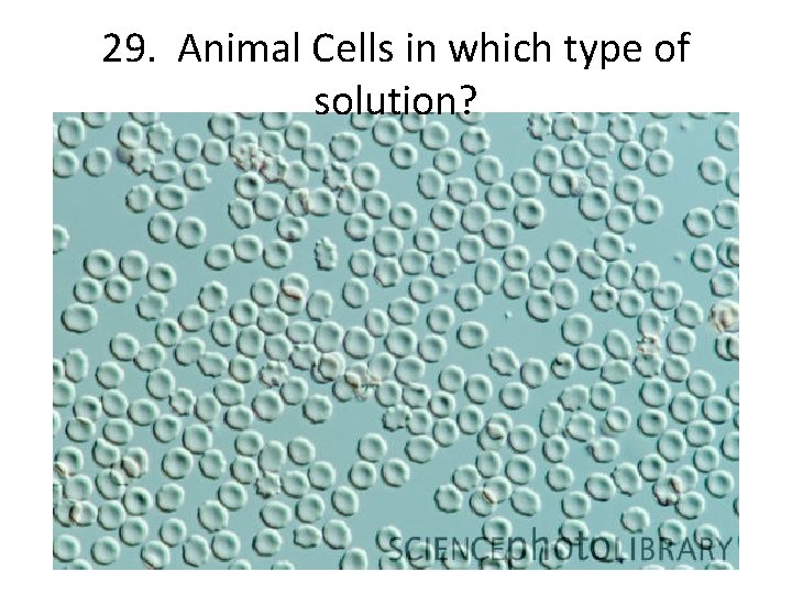 29. Animal Cells in which type of solution? 