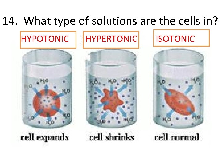 14. What type of solutions are the cells in? HYPOTONIC HYPERTONIC ISOTONIC 