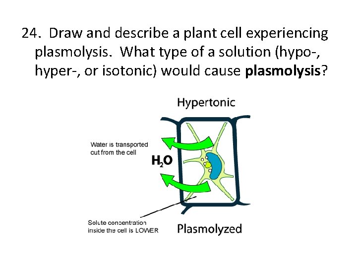24. Draw and describe a plant cell experiencing plasmolysis. What type of a solution