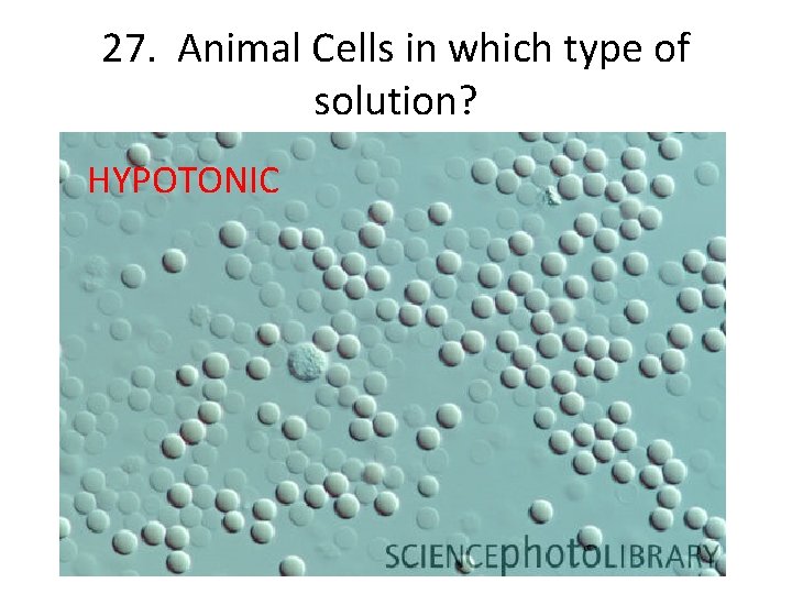 27. Animal Cells in which type of solution? HYPOTONIC 27. Animal Cells in which type of solution? HYPOTONIC