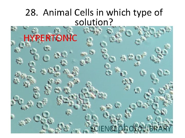 28. Animal Cells in which type of solution? HYPERTONIC 28. Animal Cells in which type of solution? HYPERTONIC