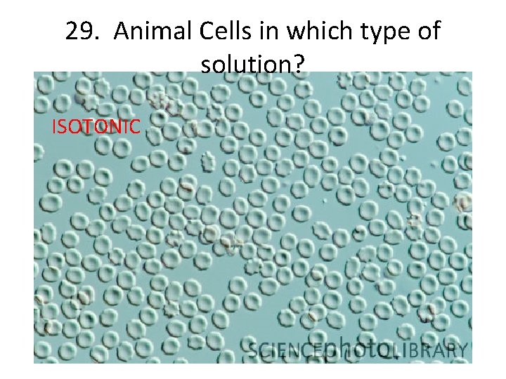 29. Animal Cells in which type of solution? ISOTONIC 
