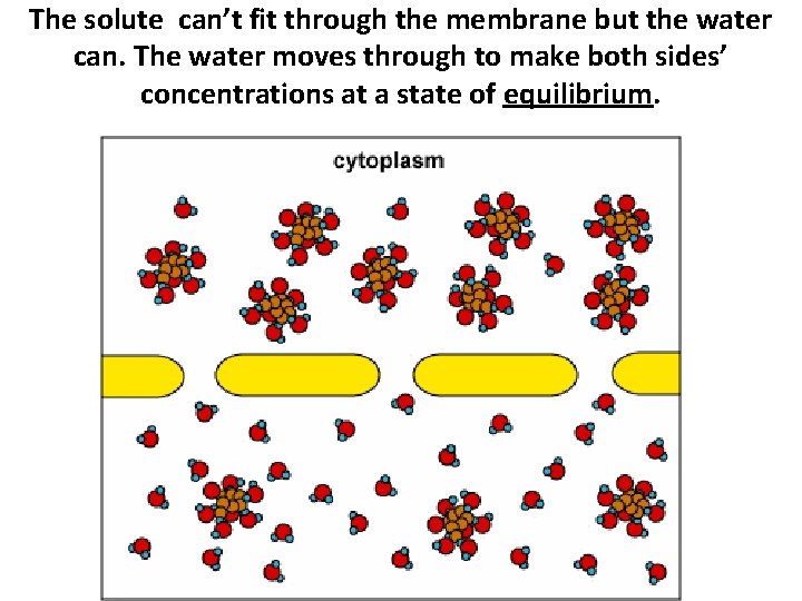 The solute can’t fit through the membrane but the water can. The water moves The solute can’t fit through the membrane but the water can. The water moves