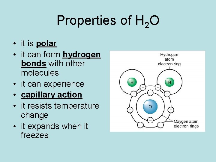 Properties of H 2 O • it is polar • it can form hydrogen