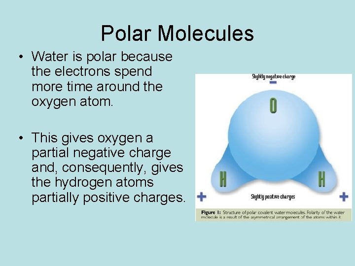 Polar Molecules • Water is polar because the electrons spend more time around the