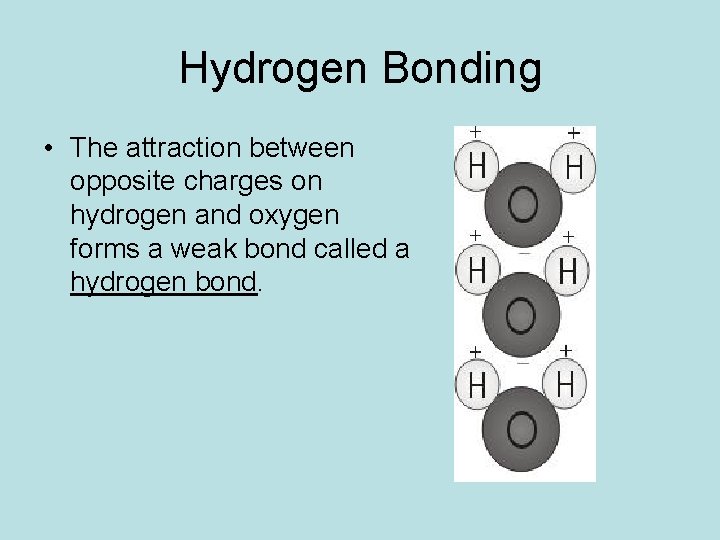Hydrogen Bonding • The attraction between opposite charges on hydrogen and oxygen forms a