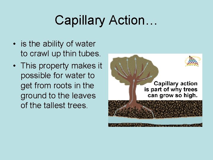 Capillary Action… • is the ability of water to crawl up thin tubes. •