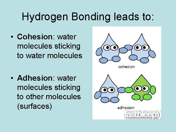 Hydrogen Bonding leads to: • Cohesion: water molecules sticking to water molecules • Adhesion: