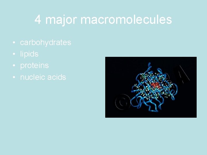 4 major macromolecules • • carbohydrates lipids proteins nucleic acids 
