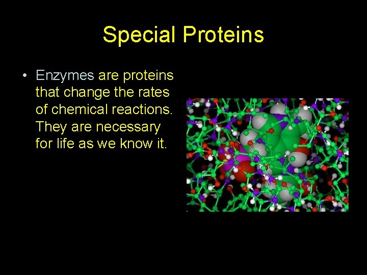 Special Proteins • Enzymes are proteins that change the rates of chemical reactions. They