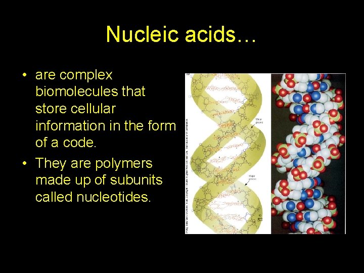 Nucleic acids… • are complex biomolecules that store cellular information in the form of