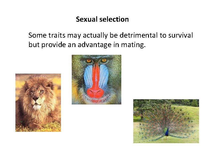 Sexual selection Some traits may actually be detrimental to survival but provide an advantage