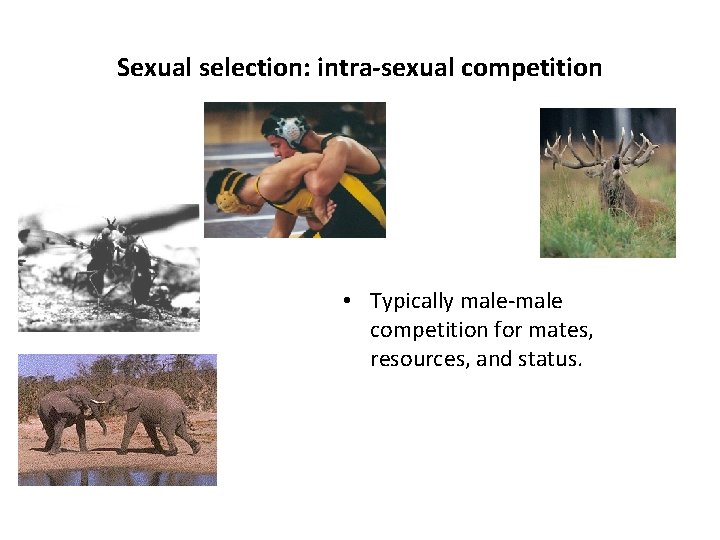Sexual selection: intra-sexual competition • Typically male-male competition for mates, resources, and status. 