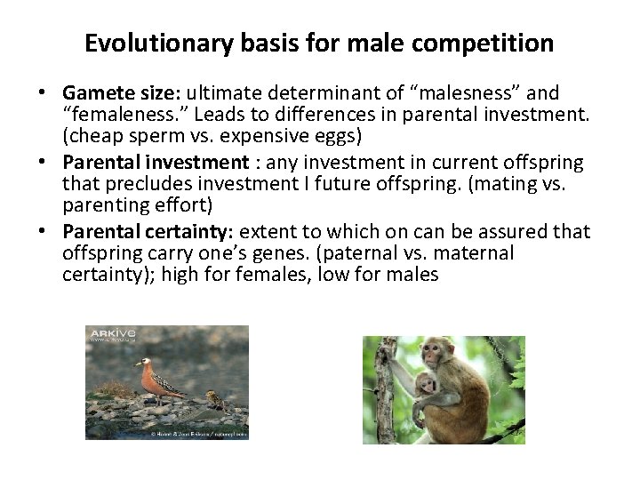 Evolutionary basis for male competition • Gamete size: ultimate determinant of “malesness” and “femaleness.