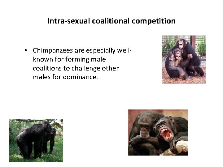 Intra-sexual coalitional competition • Chimpanzees are especially wellknown forming male coalitions to challenge other