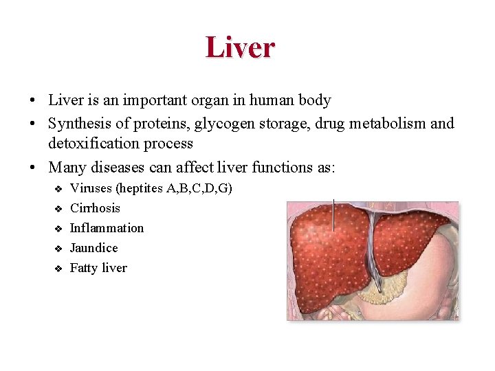 Liver • Liver is an important organ in human body • Synthesis of proteins,