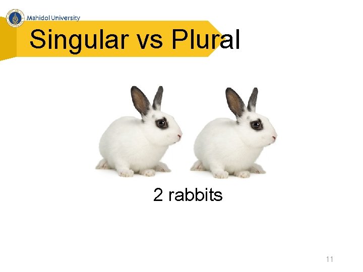 Singular vs Plural 2 rabbits 11 