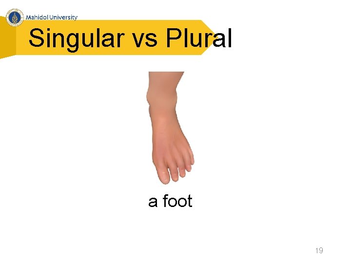 Singular vs Plural a foot 19 