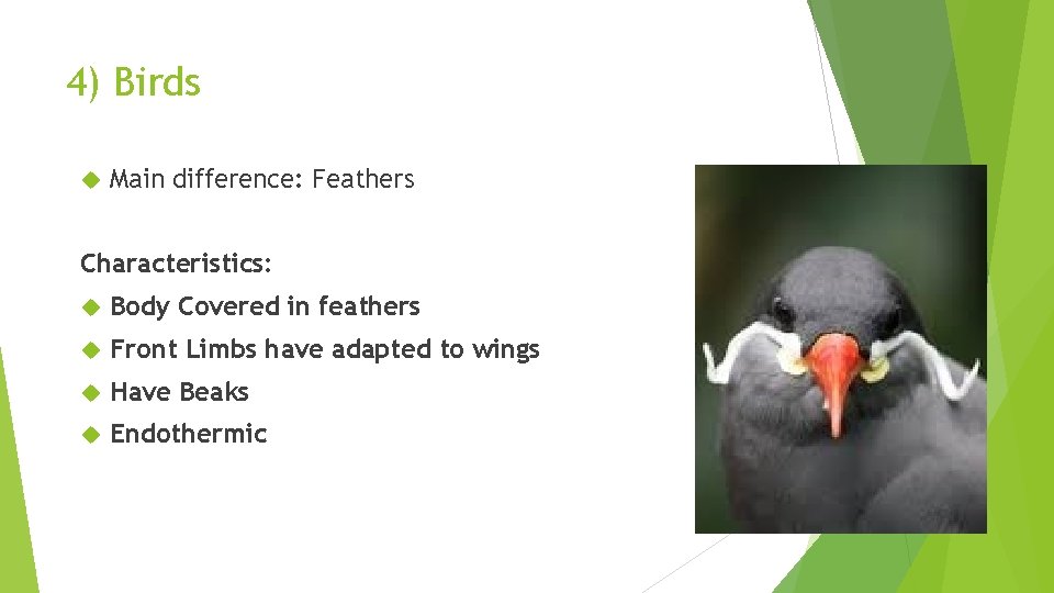 4) Birds Main difference: Feathers Characteristics: Body Covered in feathers Front Limbs have adapted