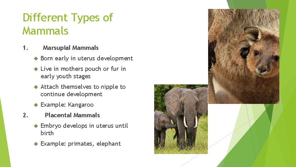 Different Types of Mammals 1. Marsupial Mammals Born early in uterus development Live in