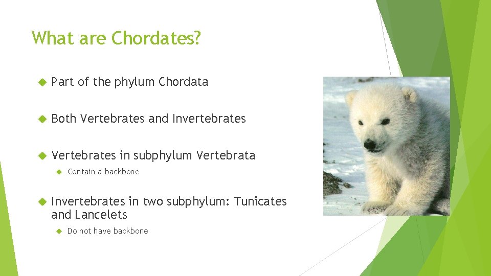 What are Chordates? Part of the phylum Chordata Both Vertebrates and Invertebrates Vertebrates in