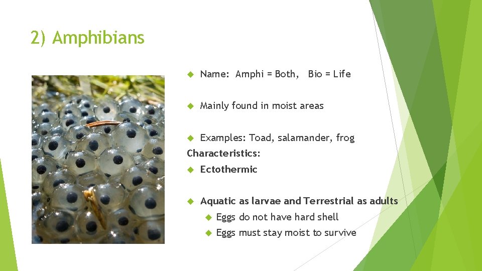 2) Amphibians Name: Amphi = Both, Bio = Life Mainly found in moist areas