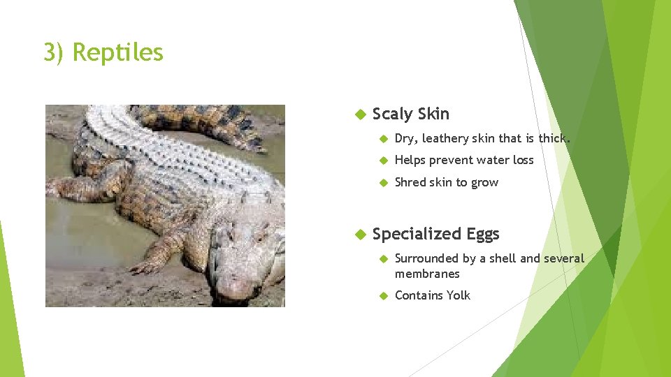 3) Reptiles Scaly Skin Dry, leathery skin that is thick. Helps prevent water loss