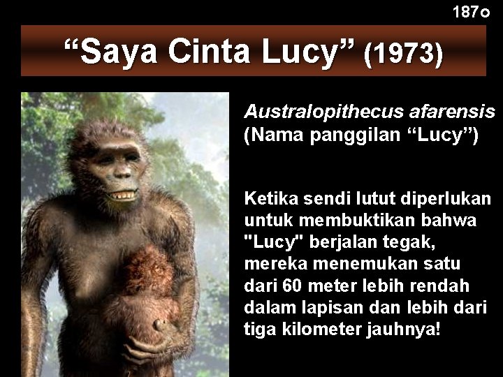 187 o “Saya Cinta Lucy” (1973) Australopithecus afarensis (Nama panggilan “Lucy”) Ketika sendi lutut