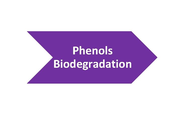 Phenols Biodegradation 