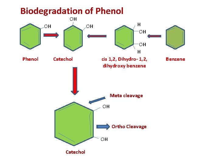 Biodegradation of Phenol OH OH Phenol H OH OH Catechol OH H cis 1,