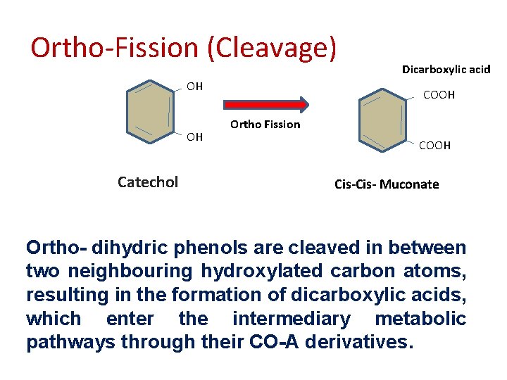 Ortho-Fission (Cleavage) OH OH Catechol Dicarboxylic acid COOH Ortho Fission COOH Cis- Muconate Ortho-