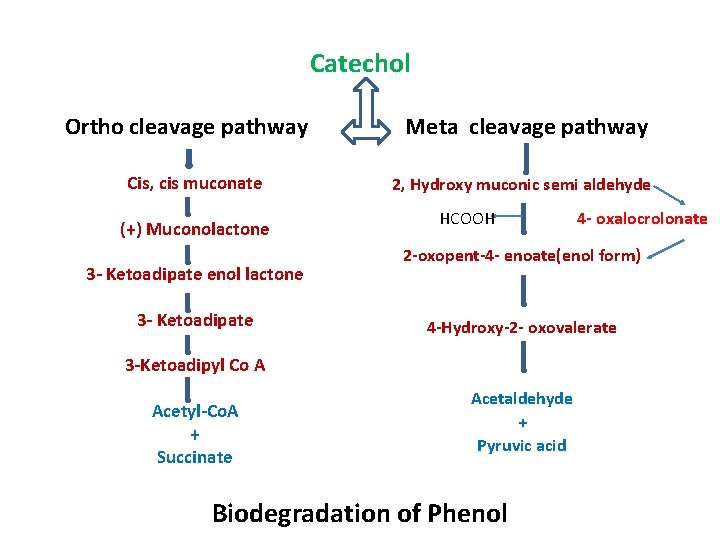 Catechol Ortho cleavage pathway Cis, cis muconate (+) Muconolactone 3 - Ketoadipate enol lactone