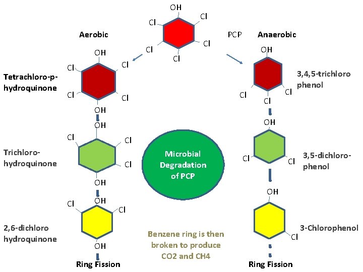 OH Cl Aerobic Cl OH Tetrachloro-phydroquinone Cl Cl Cl PCP Anaerobic OH Cl Cl