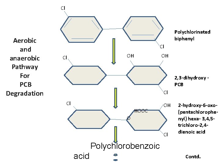 Cl Aerobic and anaerobic Pathway For PCB Degradation Polychlorinated biphenyl Cl OH 2, 3