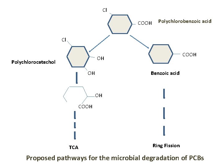 Cl COOH Polychlorobenzoic acid Cl COOH OH Polychlorocatechol OH Benzoic acid OH COOH TCA