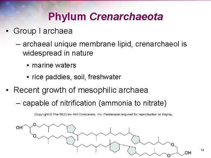 Phylum Crenarchaeota • Group I archaea – archaeal unique membrane lipid, crenarchaeol is widespread