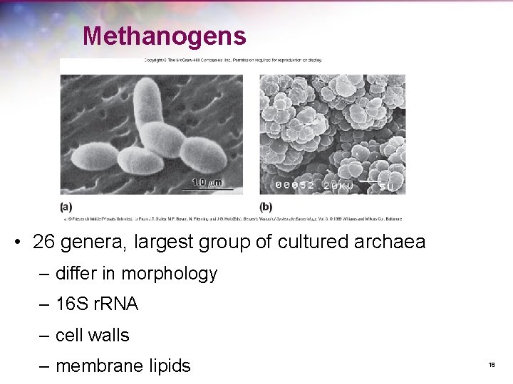 Methanogens • 26 genera, largest group of cultured archaea – differ in morphology –