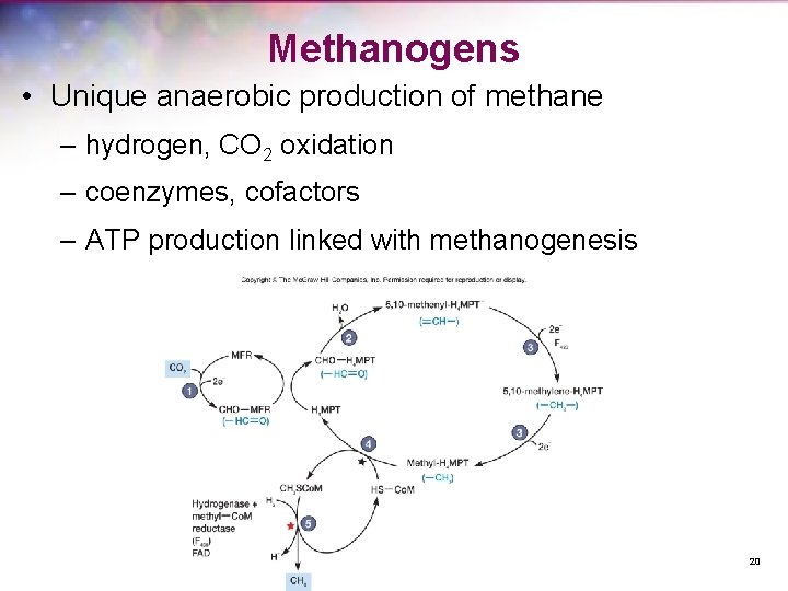 Methanogens • Unique anaerobic production of methane – hydrogen, CO 2 oxidation – coenzymes,