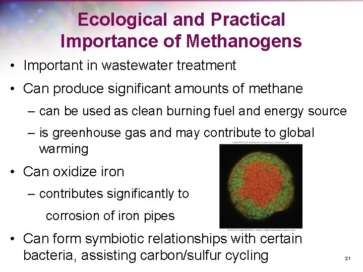 Ecological and Practical Importance of Methanogens • Important in wastewater treatment • Can produce
