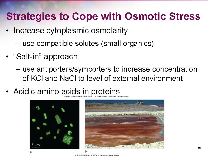Strategies to Cope with Osmotic Stress • Increase cytoplasmic osmolarity – use compatible solutes