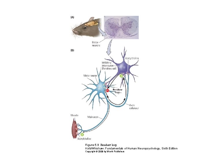 Figure 5. 9 Renshaw loop Kolb/Whishaw: Fundamentals of Human Neuropsychology, Sixth Edition Copyright ©