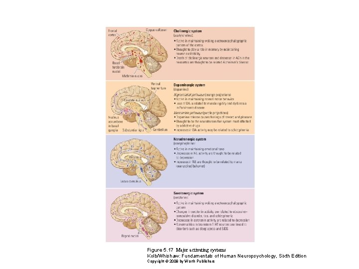 Figure 5. 17 Major activating systems Kolb/Whishaw: Fundamentals of Human Neuropsychology, Sixth Edition Copyright