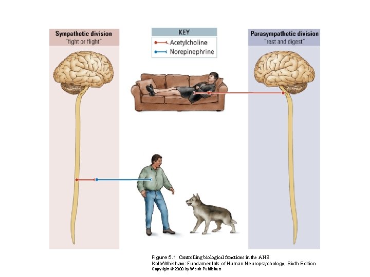 Figure 5. 1 Controlling biological functions in the ANS Kolb/Whishaw: Fundamentals of Human Neuropsychology,