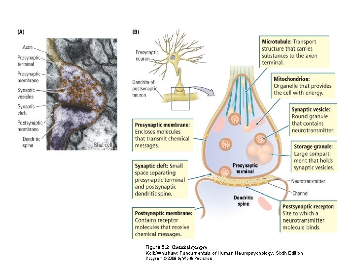 Figure 5. 2 Chemical synapse Kolb/Whishaw: Fundamentals of Human Neuropsychology, Sixth Edition Copyright ©