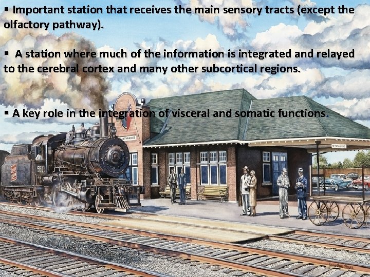 § Important station that receives the main sensory tracts (except the olfactory pathway). §