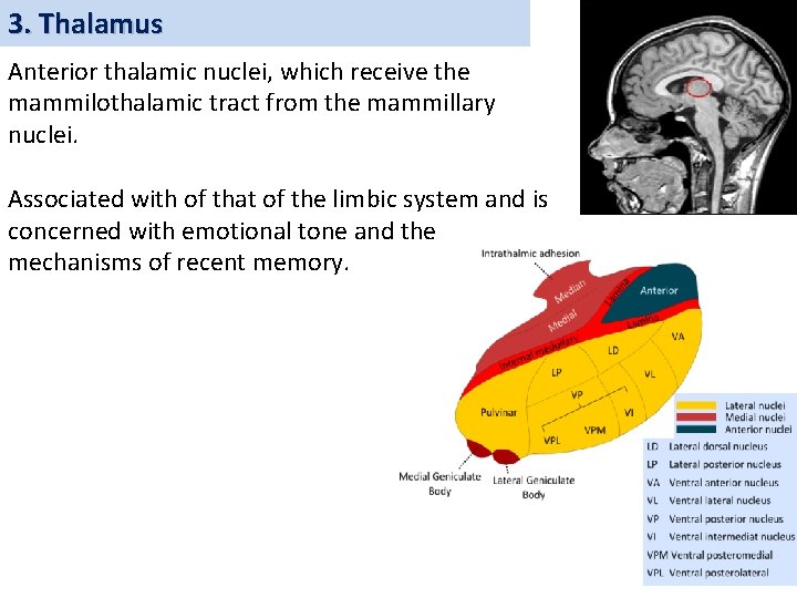 3. Thalamus Anterior thalamic nuclei, which receive the mammilothalamic tract from the mammillary nuclei.