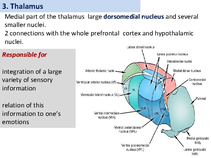 3. Thalamus Medial part of the thalamus large dorsomedial nucleus and several smaller nuclei.