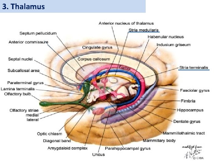 3. Thalamus 